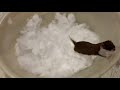 Ласка играет в ведре со снегом часть 1 Ласка играет в ведре со снегом часть 1