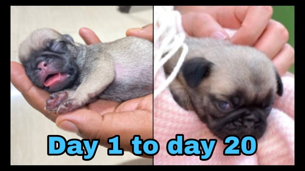 pug puppies day 1 to day 20 #pug&shihtzu @simbaspug @THEROTT
