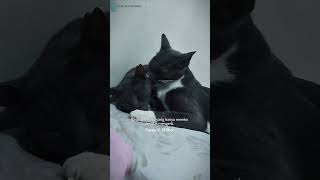 Adik Penuh Cinta, Kakak Penuh Sabar — Momen Manis Kucing  Milkee & Yama