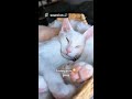 sound on for max cuteness @ASMR-Whiskers #prrr #kitty #cozy
