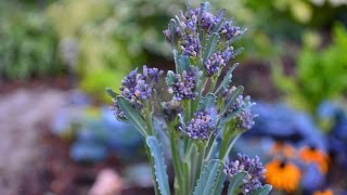 How To Grow a Purple Broccoli Plant in the Garden