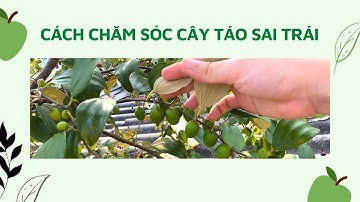 Chia sẻ cách chăm sóc cây táo thái trồng thùng xốp sai trái | Cây Cảnh Long Sơn
