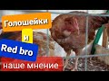 ЦВЕТНОЙ БРОЙЛЕР. ГОЛОШЕЙКА и РЕДБРО. НАШ ОПЫТ.