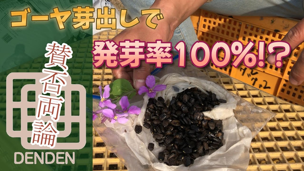 I'm going to try the controversial method of germinating bitter