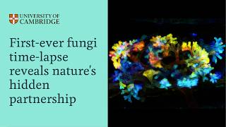 First-Ever Fungi Time-Lapse Reveals Nature's Hidden Partnership