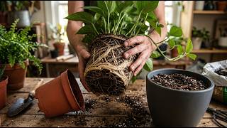 Grow Pothos FAST Indoors With These Simple Tricks #plants