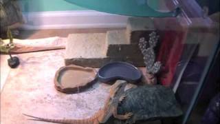 Bearded Dragon Care part 2