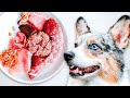 How to raw feed your dog ultimate beginners guide 2023