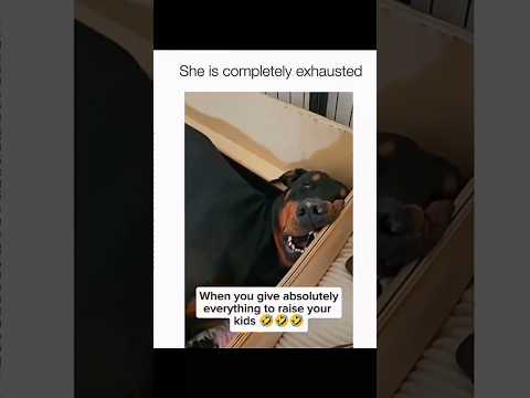 Dogs being idiots part 193: Dog parenting 🤣🐕 #funnydog #funnypet #cutedog #dog #pets #shorts