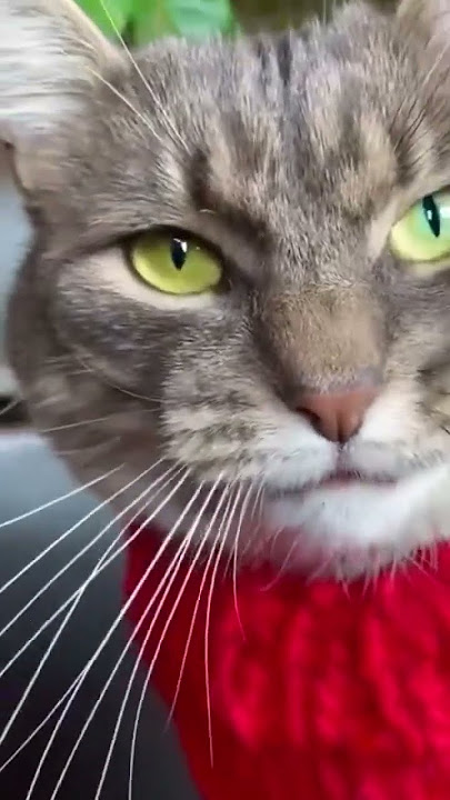 hah ! heumhh ! #cat #funny #cutecat #fyp #shortsvideo