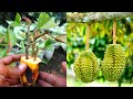 Cest incroyable comme il est facile de propager les durians de cette faon