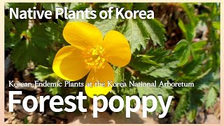 피나물 [Native Plants of Korea. 1]  Forest poppy  (English version)