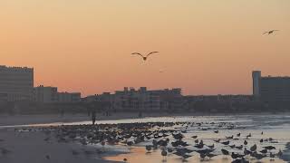 Relaxing Ambience Sunrise at Siesta Key Beach