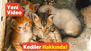 Kedilerle İlgili İlginç Bilgiler - Pratik Bilgi Bankası