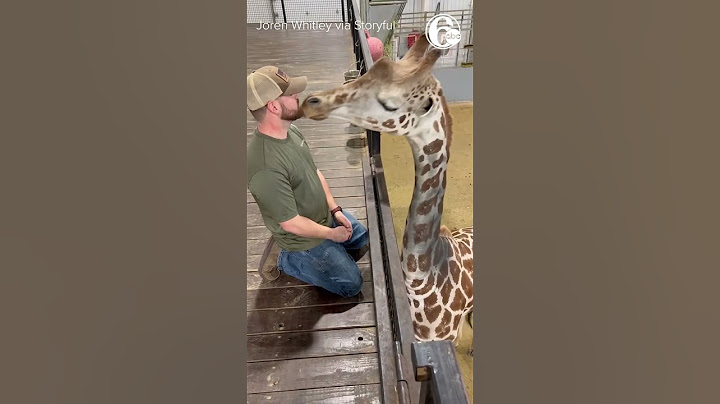 Chiropractor helps giraffe in need