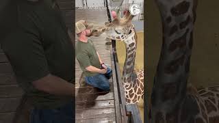 Chiropractor helps giraffe in need