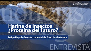 Producción de insectos para alimentación animal