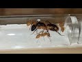 Camponotus maculatus dbut de fondation