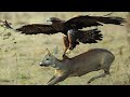 النسور الجائعة و صراعها مع الحيوانات البرية 