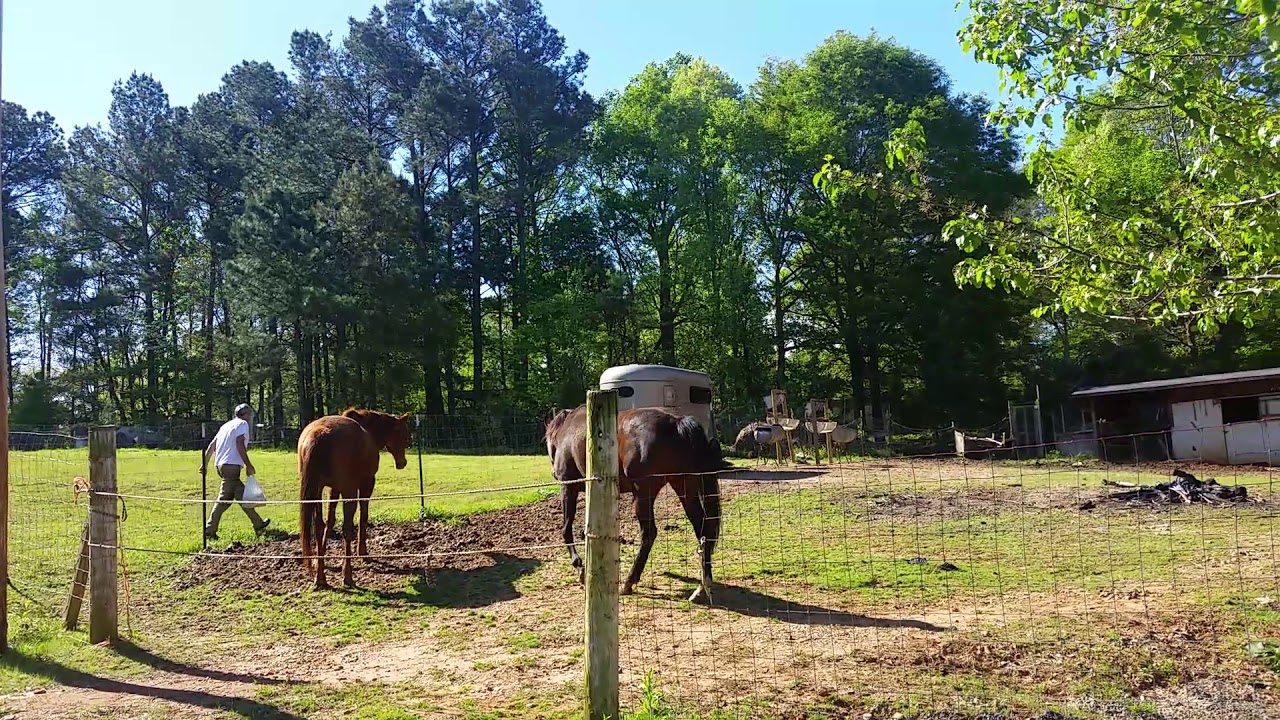 Horse free range life YouTube