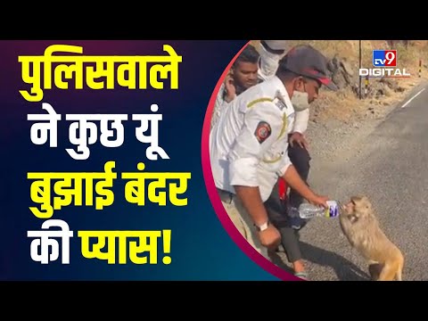 Maharastra: Traffic Police Constable Sanjay Ghude ने पिलाया प्यासे Monkey को पानी, Video Viral