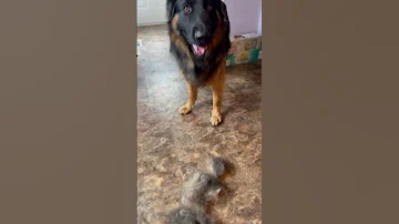 My Dog Is Definitely Shedding Now OMGOSH 