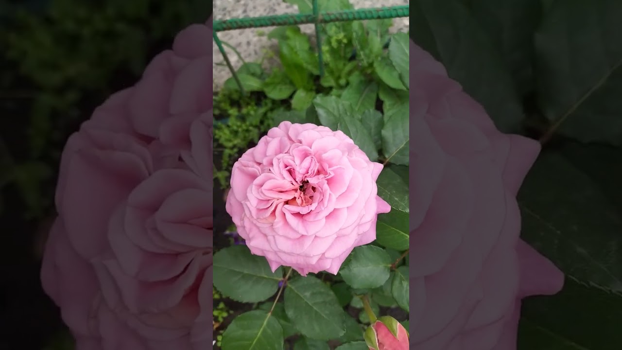 Купить Саженец Розы Эшли В Туле