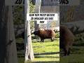Kein Tier passt besser zu Uruguay, als das Capybara