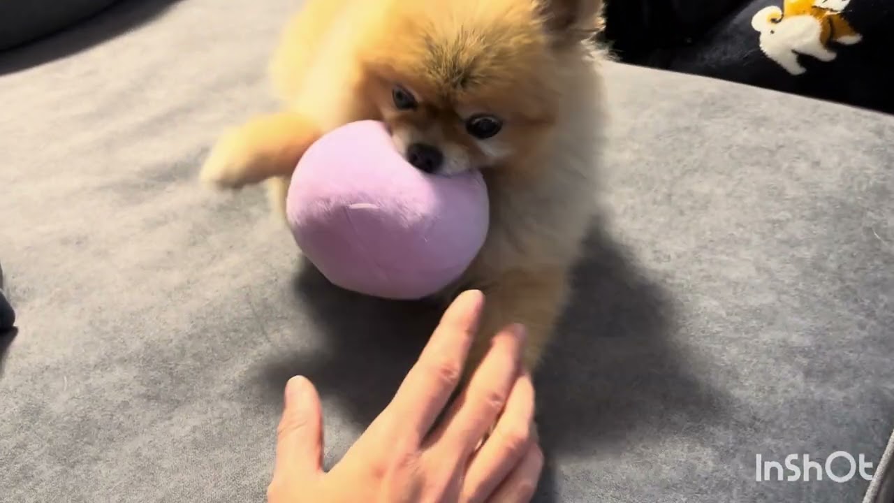 【ポメラニアンとパピヨン】寒い日のお家時間の過ごし方#dog #パピヨン #ポメラニアン 
