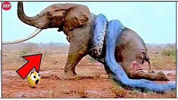 ¿Puede cualquier animal vencer a un elefante?