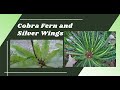 Cobra Fern and Silver Wings Propagation and Basic Care