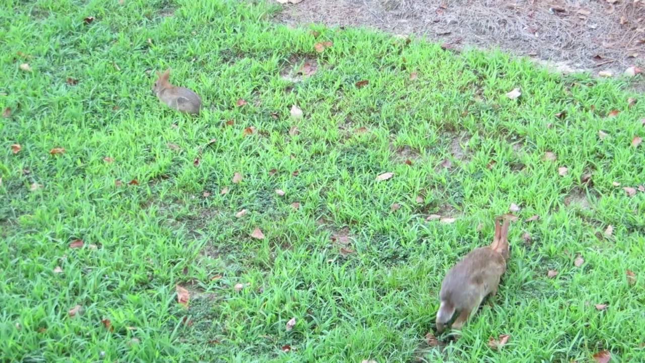 Wild Rabbits eating grass YouTube