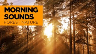 Morning Nature Sounds in the Forest | Soothing Bird Sounds by Relaxing Music & Sounds 29 views 2 years ago 8 hours