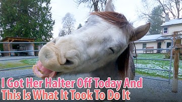 Day 2 With Our Little B.C. Wildie And I Got Her Halter Off! This Is How I Did It