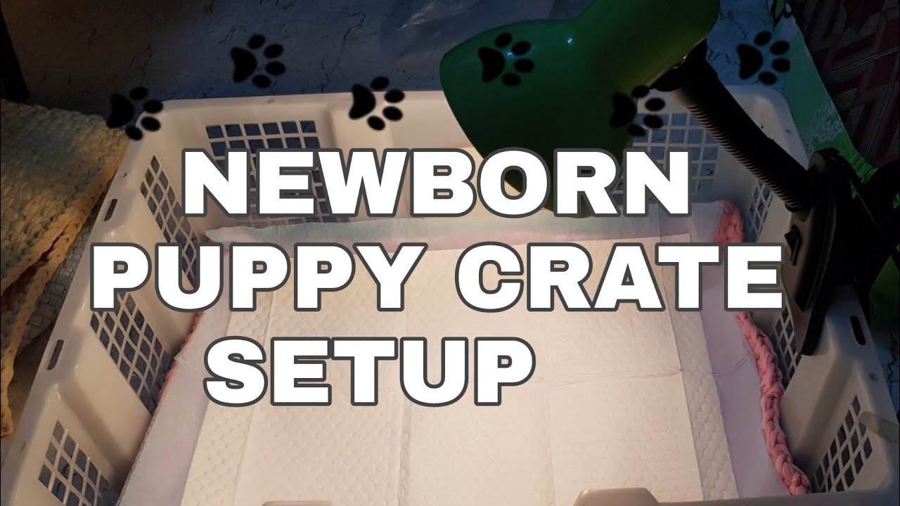 NEWBORN PUPPY CRATE SETUP YouTube newborn-puppy-crate-setup-youtube