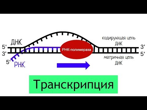 Видео: Является ли рРНК продуктом транскрипции?