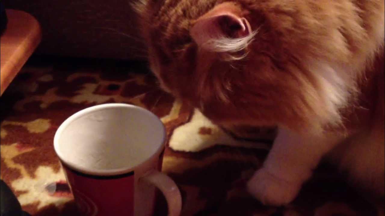 Можно котам ряженку. Пескареыская ряженка. Можно котам ряженку. Можно ли кошкам ряженку. Кот и ряженка.