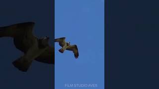Osprey attacks an eagle on a nest #wildlife #birds #nature | Film Studio Aves