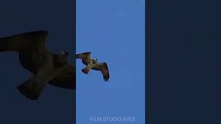 Osprey attacks an eagle on a nest #wildlife #birds #nature