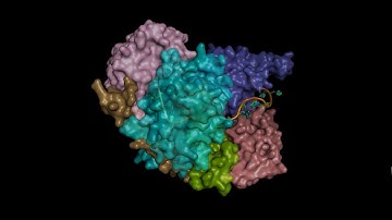 Ago2 Protein showing its domains bound to guide miRNA