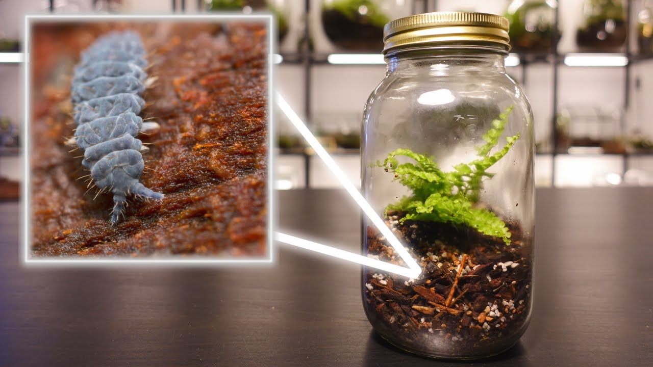 How To Make A Terrarium In A Jar  Step-By-Step Guide – Wondrwood