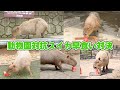 カピバラの早食い選手権に参加したが、うちの子がやらかしました…Capybaras compete in a quick eating contest of watermelon
