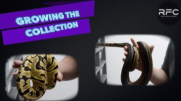 BIGGEST INVESTMENT EVER - Brand NEW recessive!