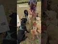 East Auckland Autumn Walkfest - East Auckland Dog Walk &amp; Connect