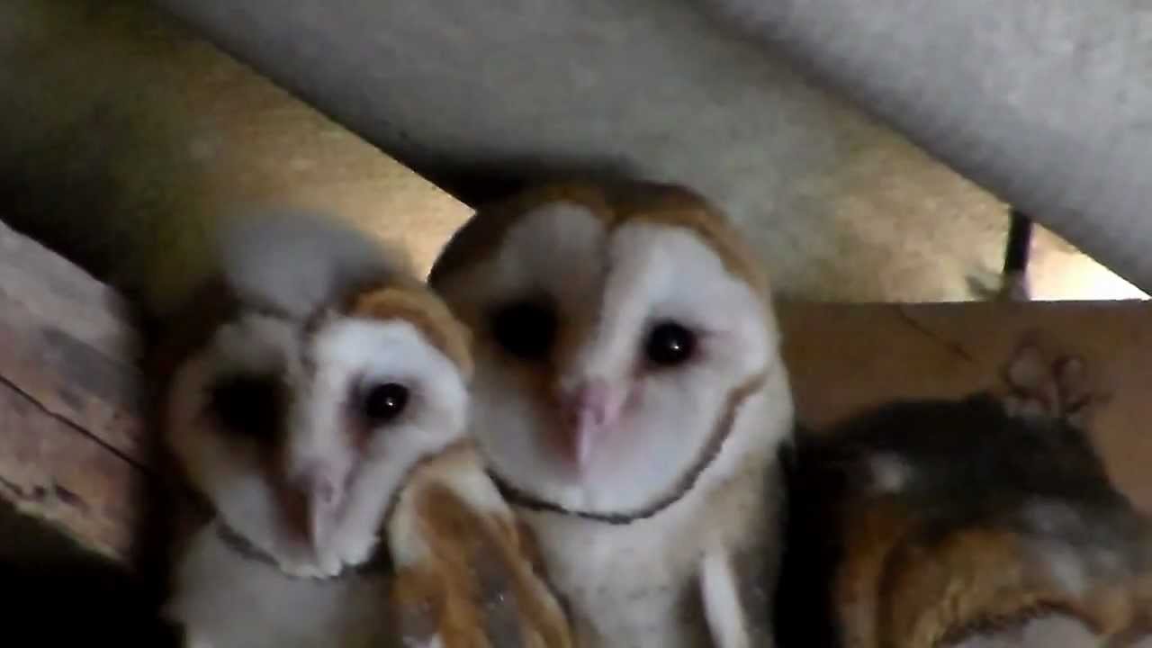 barragem aguieira HDV_0013.MP4-Corujas Brancas-No Rincão