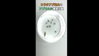 ヒラタアブ幼虫のアブラムシ捕食行動 #Shorts