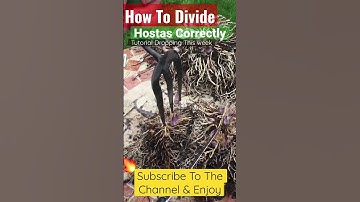 Dividing Hostas The Easy Way #shortvideo #youtube #hostas  #gardeningvideos #gardening