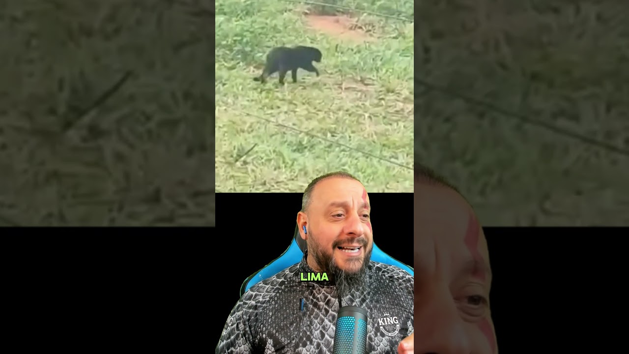 Onça-preta é avistada em fazenda de Minas Gerais? Biólogo Henrique afirma: é só um gato preto!