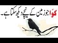 Amazing Facts About Crows | Crow History | Crow And Black Magic | Crow Story | Crows and Spirits