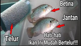 Praktik Budidaya Ikan Red Jewel / Blue Jewel Tutorial Lengkap